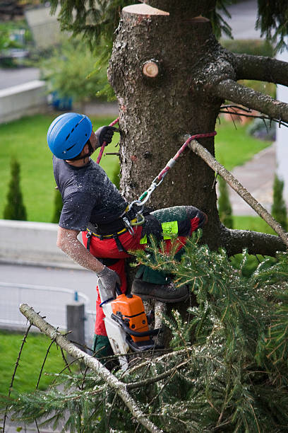 Best Stump Grinding and Removal  in Squirrel Mountain Valley, CA