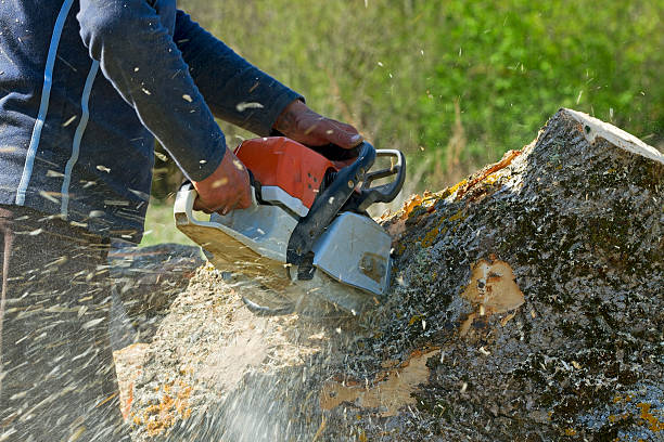 Best Tree Risk Assessment  in Squirrel Mountain Valley, CA